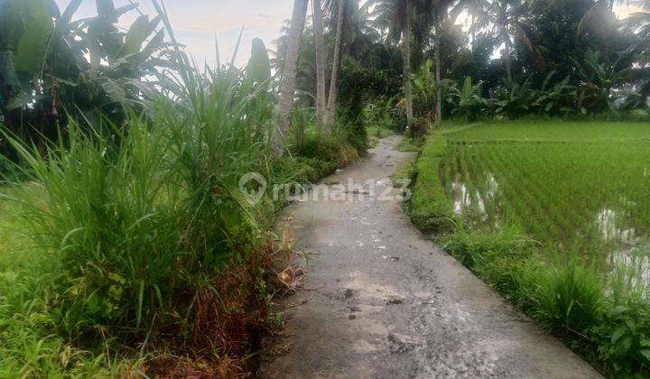 Tanah murah Payangan Gianyar cocok villa  1