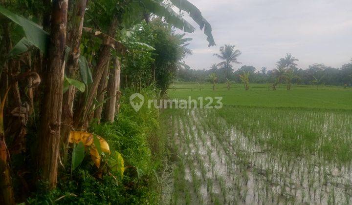 Tanah murah Payangan Gianyar cocok villa  2