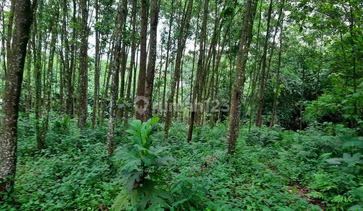 Tanah kebun Strategis Lapangan Tembak Ciampea Bogor 1