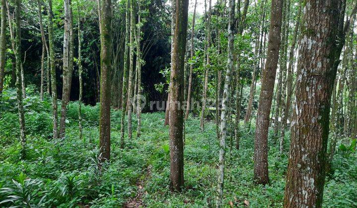 Tanah kebun Strategis Lapangan Tembak Ciampea Bogor 2