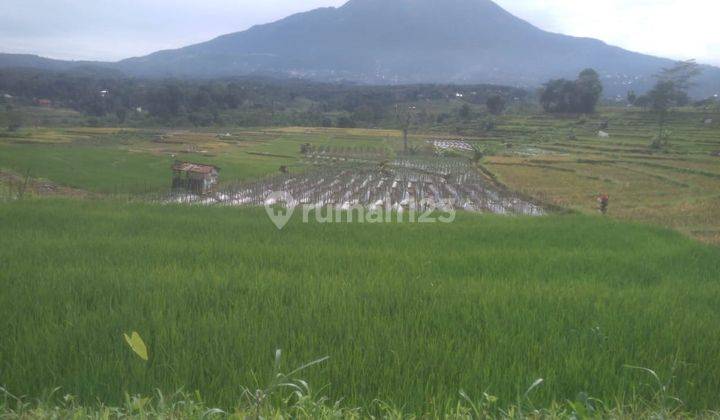 Sawah 500m2 Dekat Patung Semar Karangpandan 1