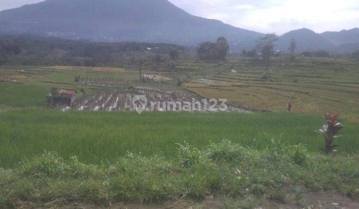 Sawah 500m2 Dekat Patung Semar Karangpandan 2