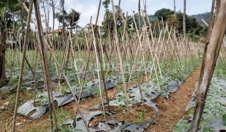 Tanah Luas Strategis Lembang Cikole