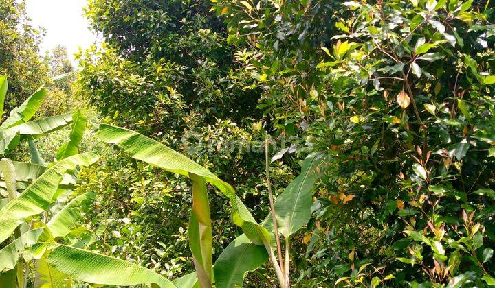 JUAL MURAH KEBUN PRODUKTIF CENGKEH , NANAS , MANGGIS DAN PISANG DI PERKAMPUNGAN 2