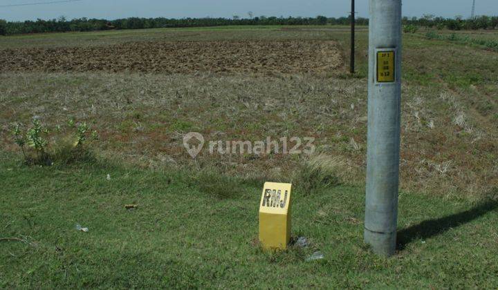 Tanah Sawah Pecangaan Jepara SHM 1