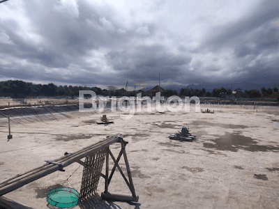 TAMBAK DI JEMBRANA 2
