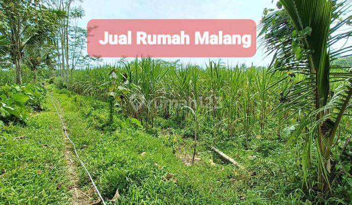 Dijual tanah murah luas cocok untuk perternakan sapi, peternakan ayam jauh dari pemukiman 1