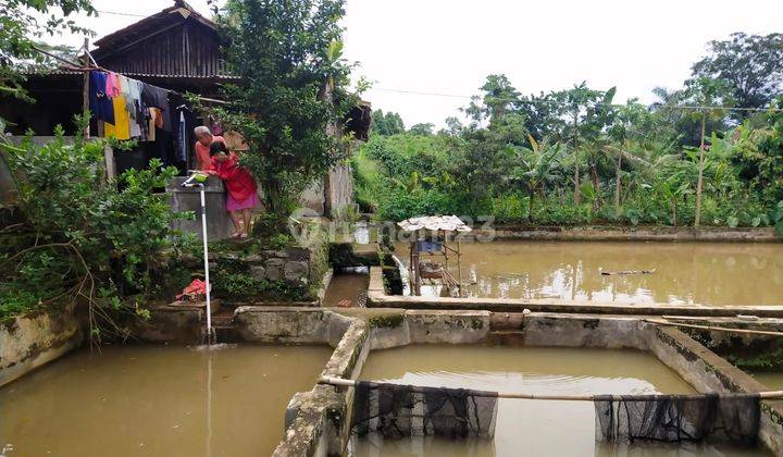 Tanah di Sukaraja - Bogor Utara cocok untuk Ternak ikan 2