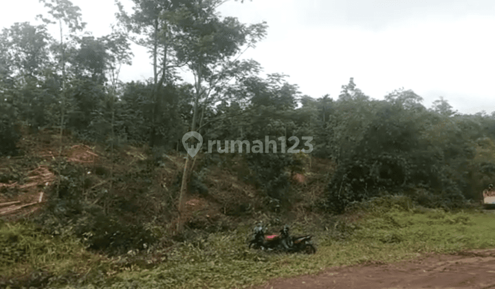 Lahan Tanah Murah Siap Bangun Luas 1Ha Di Gunung Kencana Lebak Banten 1