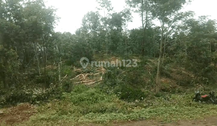 Lahan Tanah Murah Siap Bangun Dengan Luas 1Ha Di Gunung Kencana, Gunung Bungbang Lebak Banten 1