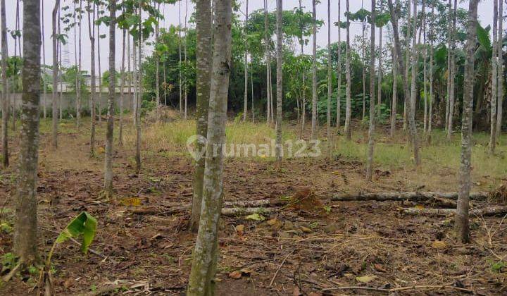 Tanah Kosong Cocok Untuk Bangun Perumahan di Tajur Halang Bogor 1