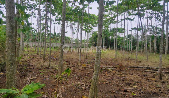 Tanah Kosong Cocok Untuk Bangun Perumahan di Tajur Halang Bogor 2