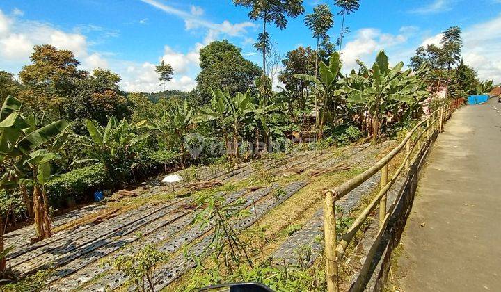 Pekarangan 1200m2 Akses Simpangan Tawangmangu  2