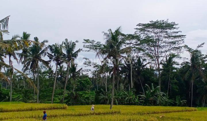 STRATEGIC LAND FOR RICE FIELDS AND RIVER IN UBUD 1