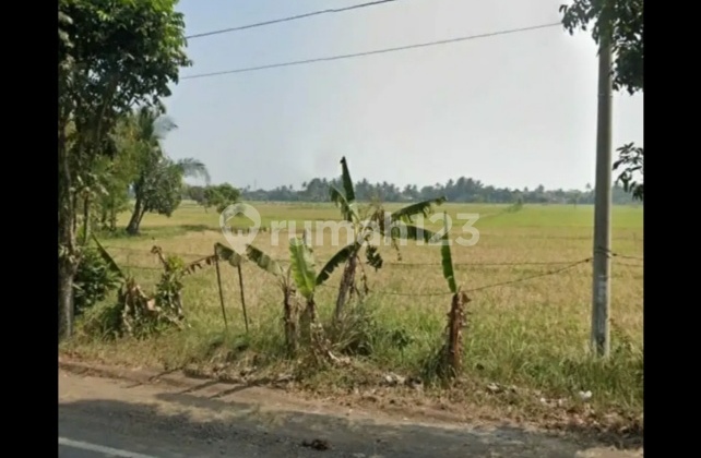Dijual Tanah sawah aktif, hasil panen bagus