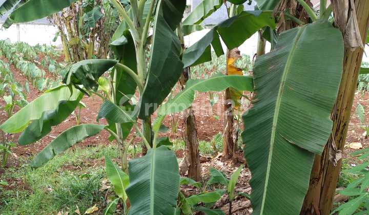 Tanah Datar Siap bangun Lokasi Dekat Kampus, Tanah baru Depok