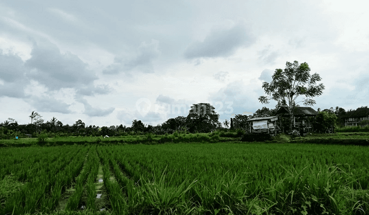 Tanah View Sawah Abadi Lingkungan Villa Harga Murah 1