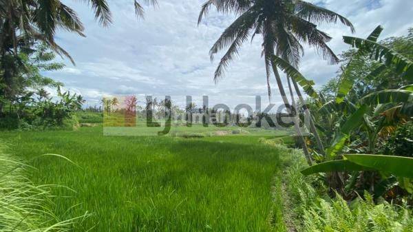 Lahan Murah di Sukawati, Gianyar 1