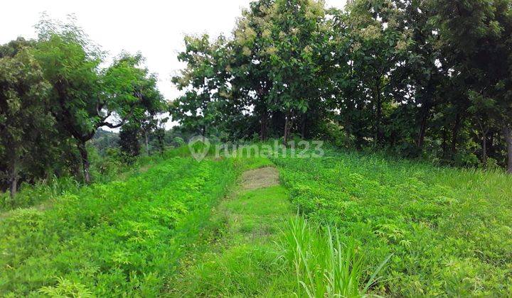 Beautiful Land suitable for agrobusiness and villa 1