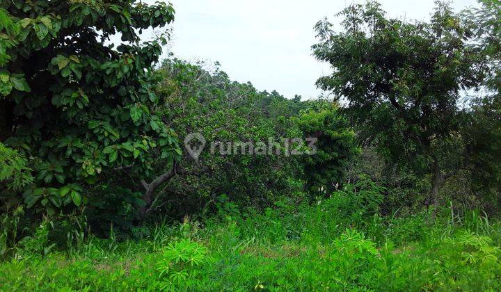 Beautiful Land suitable for agrobusiness and villa 2