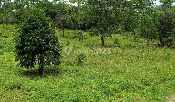 Tanah buat berkebun ataupun investasi sangat strategis banget disukamakmur  1