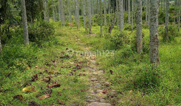 Tanah untuk berkebun disukamakmur pabuaran 1