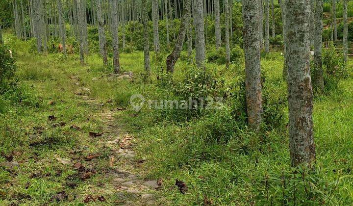 Tanah untuk berkebun disukamakmur pabuaran 2