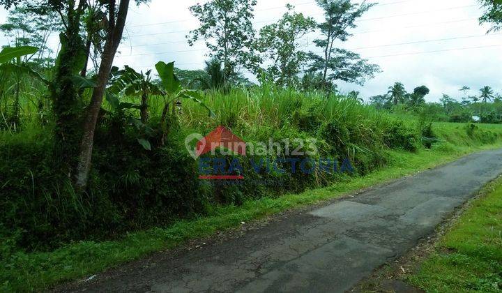 Tanah Luas 4700 M2 Di Pakisaji, Cocok Untuk Perumahan, Sejuk Asri 2