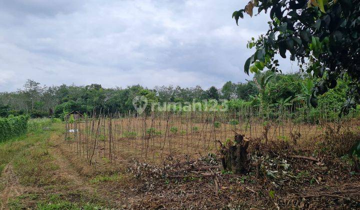 Tanah di Ogan Komering Ilir Pemulutan, Palembang 2