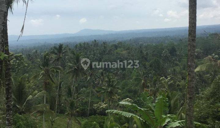 TANAH KEBUN CANTIK DGN HARGA SUPER MURAH 1