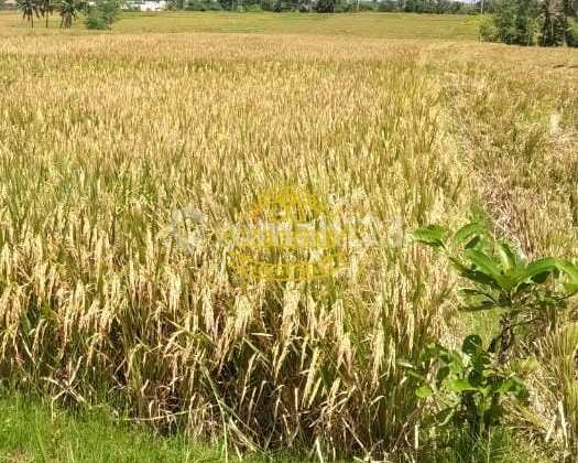 Land for Sale Beachfront Location Lima