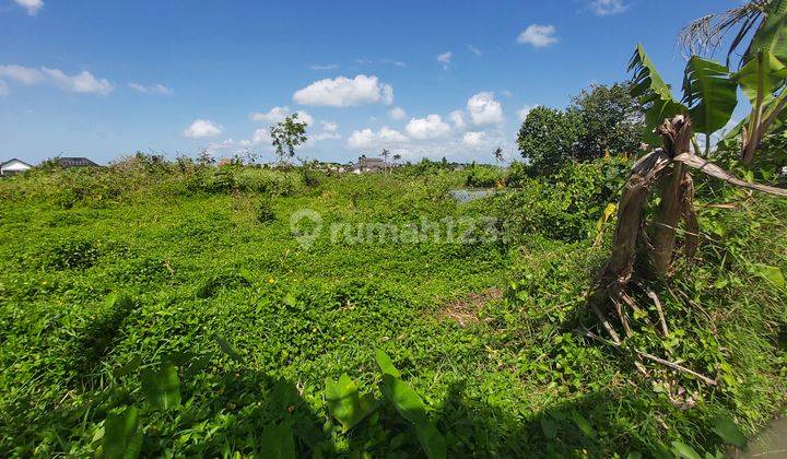 Short Access to Pererenan Beach Beautiful area Perfect for Commercial Project 2