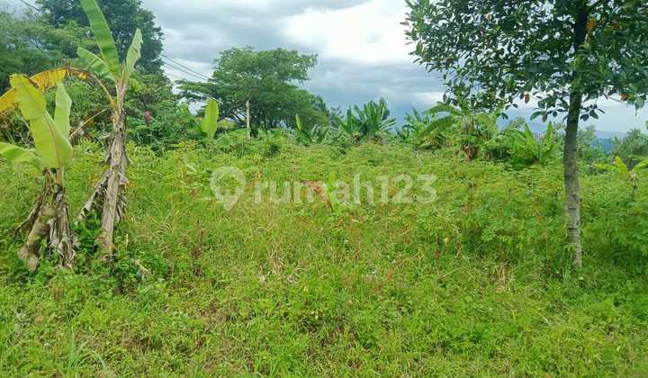 Tanah Murah Untuk Villa+wisata+cafe Nempel Jalan Raya Dihambalang