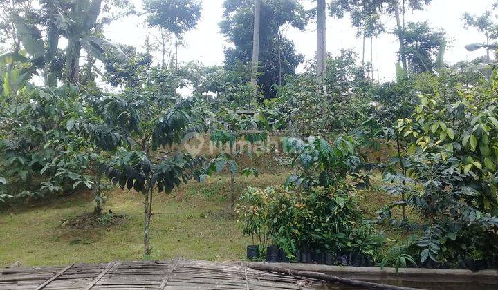 Tanah untuk investasi bisnis cafe ataupun berkebun dimegamendung  2