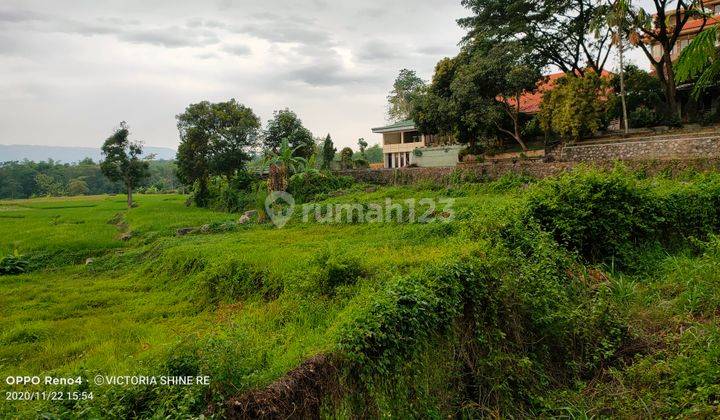 Tamandayu. Ketan ireng. Pandaan. Pasuruan. 2