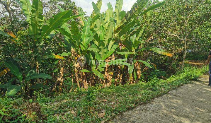 Garden land near the main provenance road 2