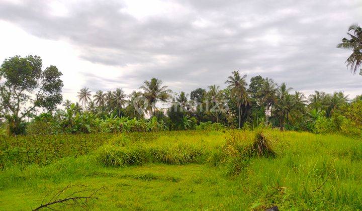 TANAH VIEW SAWAH DAN GUNUNG CCK VILLA ATAU RUMAH TINGGAL 1