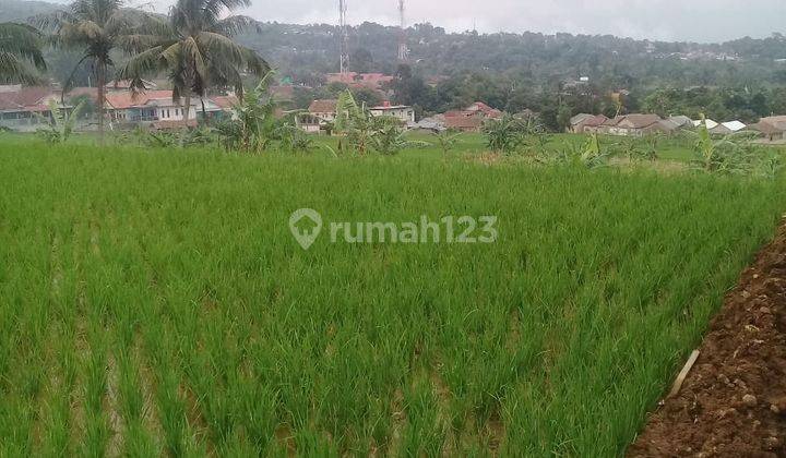 Tanah sawah sangat strategis untuk investasi  1