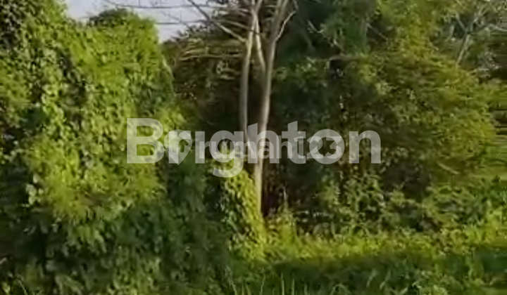 tanah strategis di nol jalan desaKEDUNG REJO