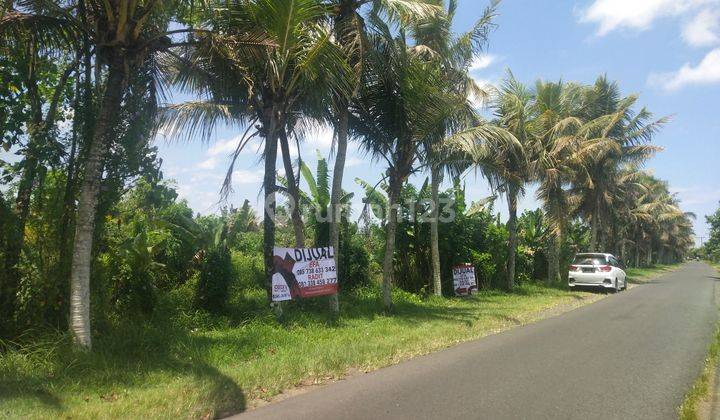 Land View Rice Fields Denbatas Tabanan 2