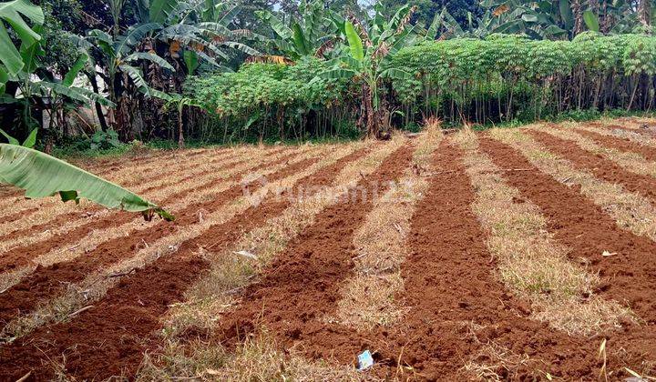 Tanah murah buat investasi ataupun berkebun dicijayanti  2