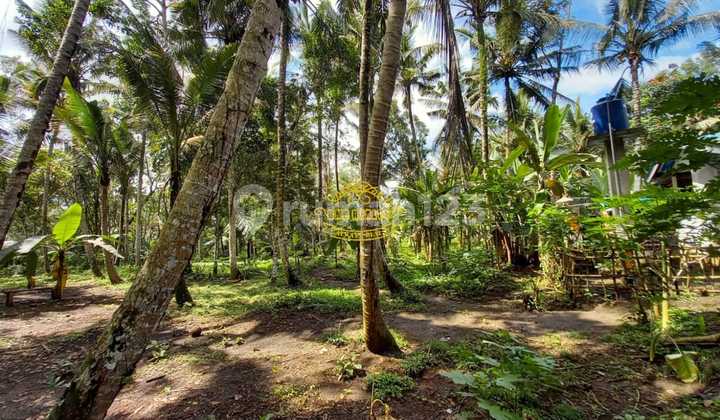 Tanah Jual Lokasi Pejeng