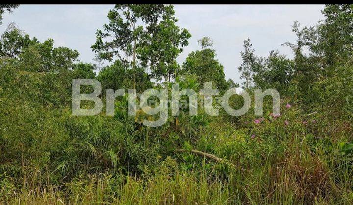 TANAH KAPLINGAN SIAP BANGUN LOKASI TANJUNG API-API 2