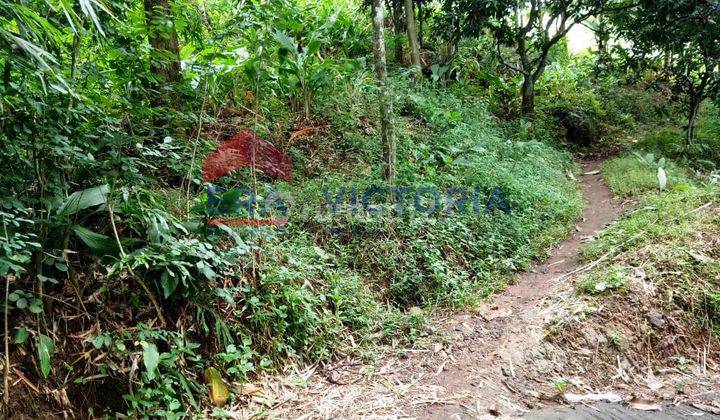 Dijual Tanah Di Selopanggung Kab Kediri, Ada Tanaman Akasia, Dikelilingi Jalan Desa 2