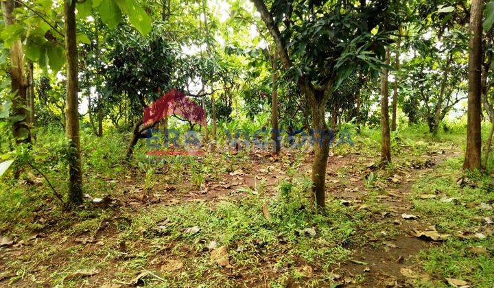 Tanah Di Selopanggung Semen, Kab Kediri, Dekat Kantor Desa, Sekolah Dasar 2