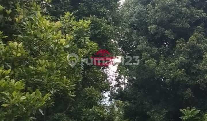 Land for Sale Location Sukasada