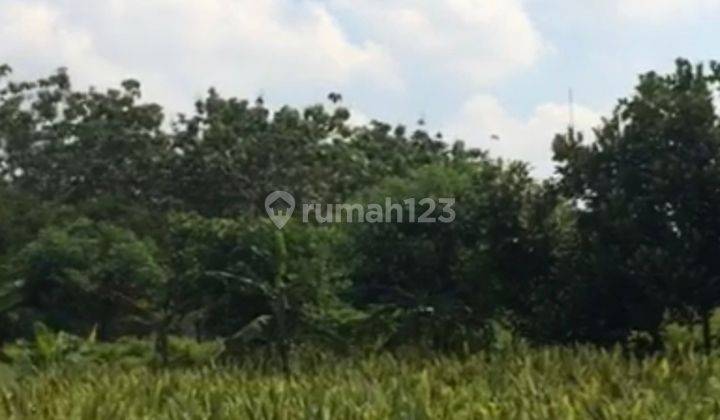 Kebun  siap panen harga murah banget di bekasi 1