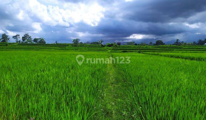 Tanah view sawah gunung cantik pinggir jalan mobil papasan 1