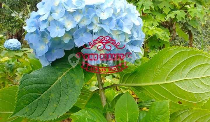 Tanah Jual Lokasi Munduk