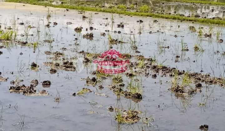 Tanah Jual Lokasi Tanah Lot